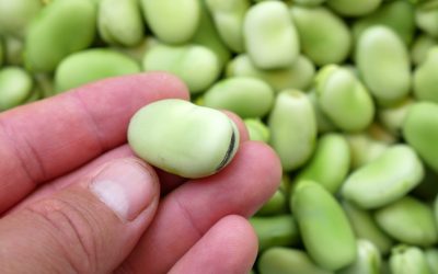 Broad Bean Hash