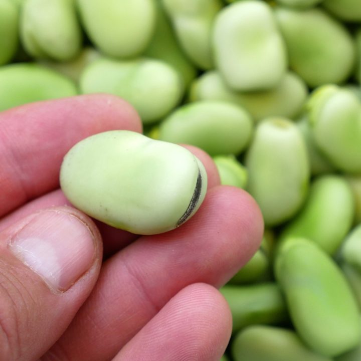 Broad Beans